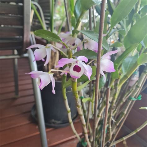 Fragrant Dendrobium Soft Cane Nobile The Orchid Patio