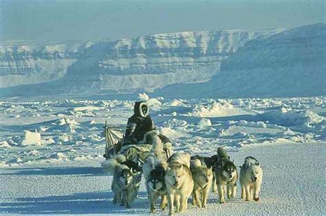 Sled Dog Central The Inuit Sled Dog By Sue Hamilton
