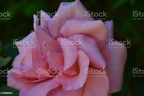 Soft Light Pink Rose Stock Photo Download Image Now Beauty In