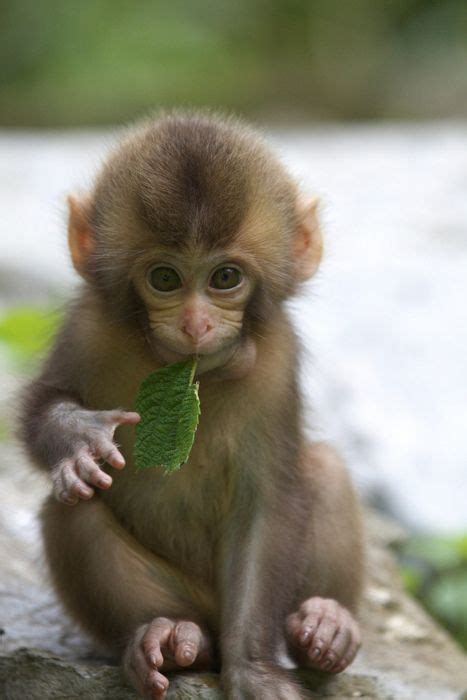 Baby Monkey Cute Baby Monkey Cute Baby Animals Cute Animals