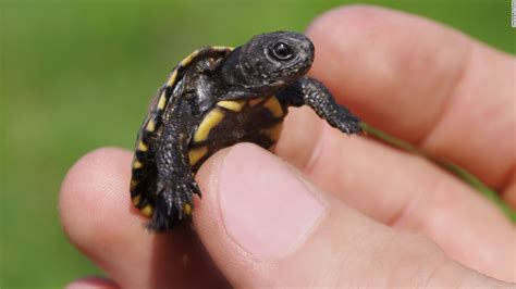 Wherever you anchor your trap, be sure it's easy for you to get to. Pet turtles blamed for multistate salmonella outbreak - CNN