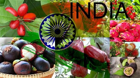 Top 10 Exotic Fruits Grown In India Youtube
