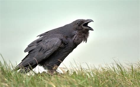 Crows Hd Wallpapers Wallpaper Cave
