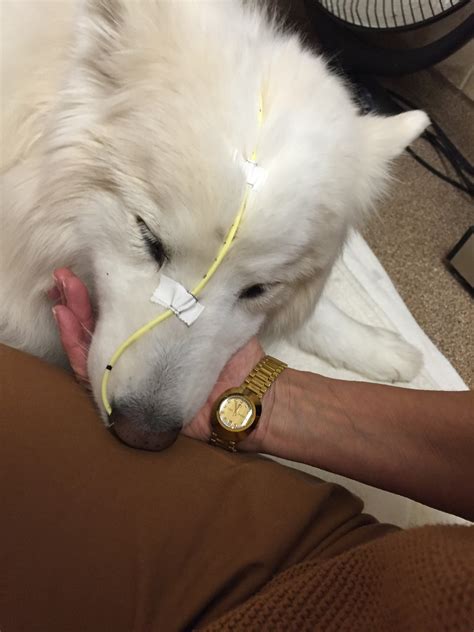 VCA Woodbridge Animal Hospital 2703 Caton Hill Rd, Woodbridge, VA 22192