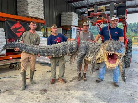Massive 14ft Nightmare Alligator Caught By Hunters Breaks Us Records