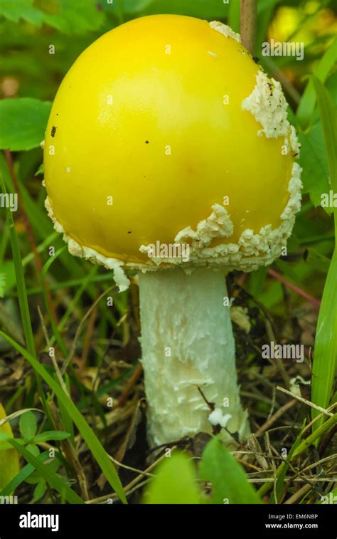 A Yellow Fly Agaric Mushroom Amanita Muscaria Growing Alongside A