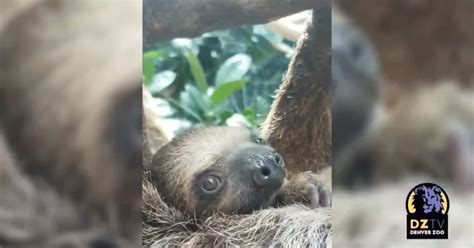 Denver Zoo Shows Off Four Month Old Baby Sloth Cbs Colorado