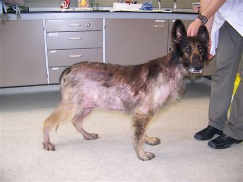 Bald Spots And Hair Loss In Dogs Causes Of Dog Hair Loss