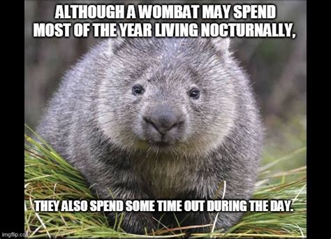 Wombat Memes And S Imgflip