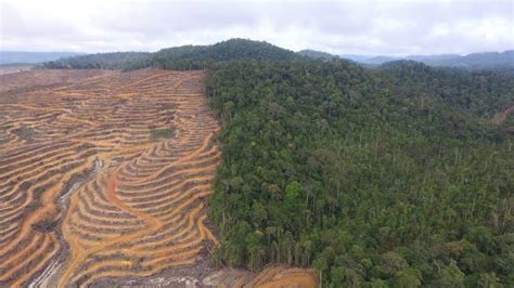 Studi Deforestasi Di Kalimantan Timur Picu Suhu Panas Yang Makin