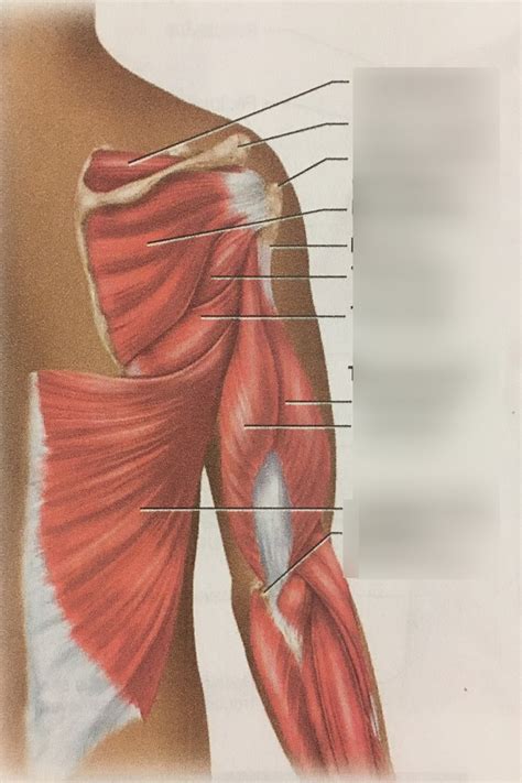 Posterior View Of Scapular Muscles Diagram Quizlet
