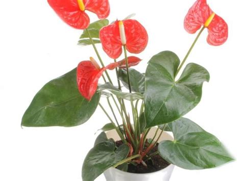 We did not find results for: The heart-shaped "flower" is a waxy leaf that comes in ...