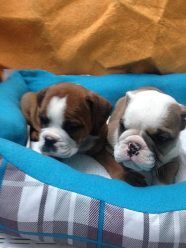 All puppies are with 50% discount now. special prices English bulldog and westy and puggle / more ...