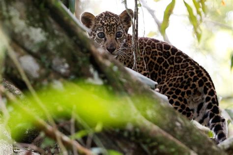 Brazil Jaguars Find Safe Haven From Floods In Rainforest Trees