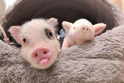 For all that, the babi shari'a made an impact. Di Tokyo, Ada Kafe Bertema Anak Babi