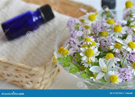 Essential Oil With Herbal Flower Stock Image Image Of Basket Thyme