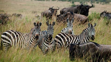 Maasai Mara Home To Rich Diverse Collection Of Wildlife Cgtn
