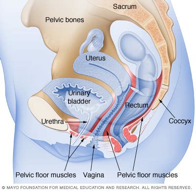 3 enumerate the muscles of true pelvis. Kegel exercises: A how-to guide for women - Drugs.com
