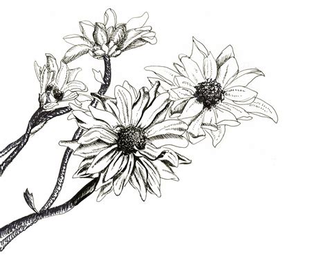 Pen And Ink Flower Drawings At Explore Collection