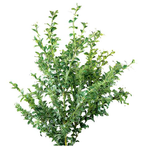 Buy Wholesale Oregonia Green Filler In Bulk Fiftyflowers