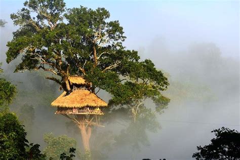 Gibbon Experience In Laos I Travel Travel Destinations Unique Tree