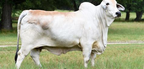 When you walk into to cattle barns at the fair, there's one breed of cattle many people will remember. American Brahman Cattle Archives - Moreno Ranches
