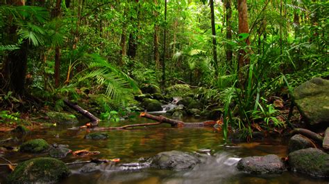 Обои джунгли тропический лес тропические леса природа