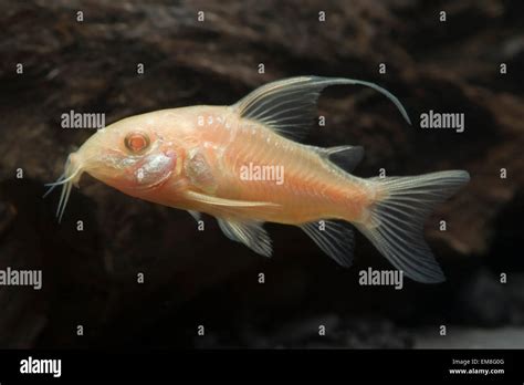 Corydoras Paleatus Albino Longfin Panzerwels Corydoras