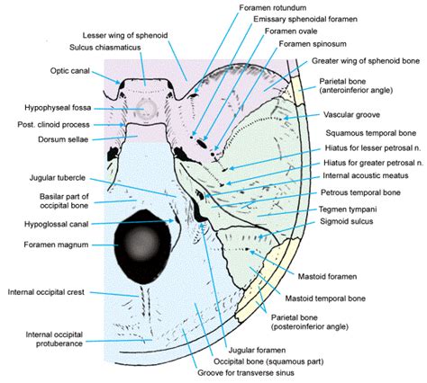 Anterior Cranial Fossa Bone Anatomy