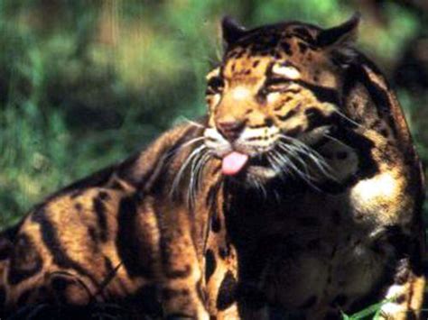 The clouded leopard (neofelis nebulosa) is a cat found from the himalayan foothills through mainland southeast asia into china, and has been classified as vulnerable in 2008 by the international union for conservation of nature (iucn). Taiwan's clouded leopard extinct: zoologists - Focus Taiwan