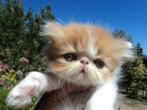 We have white with blue eyes, black, silver and blue persians. Orange and white Persian kittens for Sale in Valley Center ...