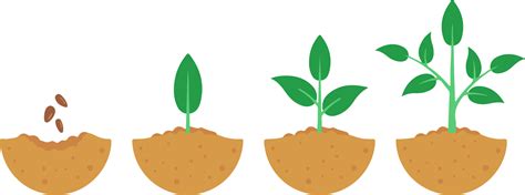 Seeds Take Time To Grow Growing Process Of A Plant Clipart Full