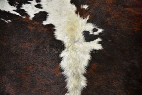 Closeup Shot Of Brown Black And White Cow Fur Stock Photo Image Of