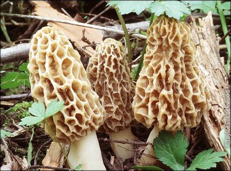 Morchella esculenta | Stuffed mushrooms, Wild mushrooms, Magical mushrooms