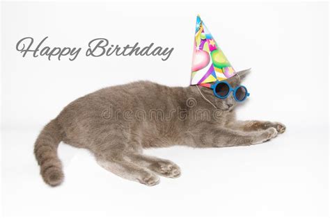 Happy Birthday Card With Funny Cat Stock Photo Image Of