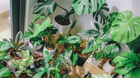 Houseplant Trends 2021 Our Top 10 Houseplants For The New Year City Floral Garden Center