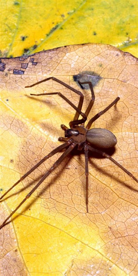 4 Things To Know About Brown Recluse Spider Bites Brown Recluse