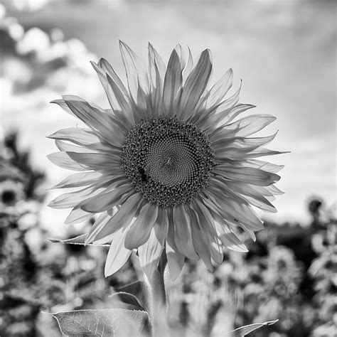 Single Sunflower In Black And White Photograph By Damian Pawlos Pixels