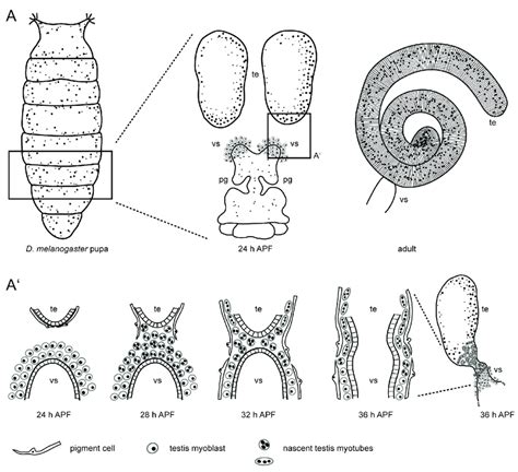 Scheme Of Drosophila Testis Myotube Migration A The Male