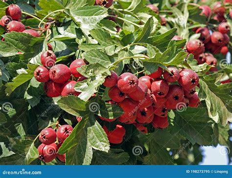 Ripe Hawthorn Fruits Hang All Over The Branches Stock Image Image Of