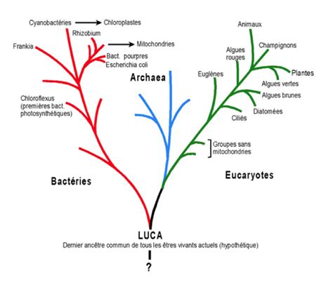 Les Bases De La Taxonomie Bactériennes 1 Classifier Pourquoi Et