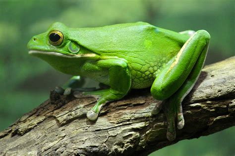 Green Frog Wallpaper 2000x1333 74733