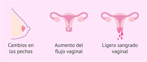 Síntomas De Embarazo Cómo Saber Si Estás Embarazada Info Tips