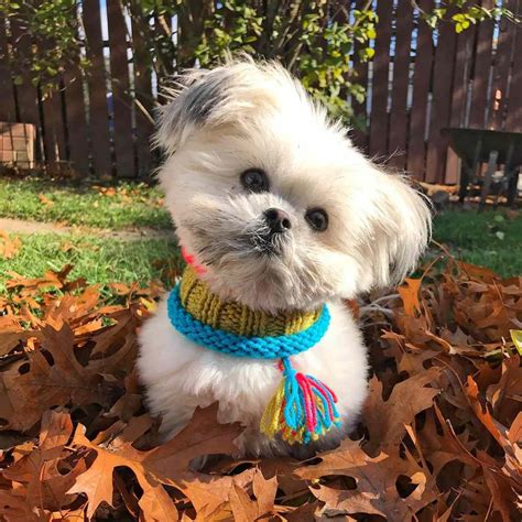 10 Shih Tzu Mixes Who Will Make Your Heart Skip A Beat Daily Paws