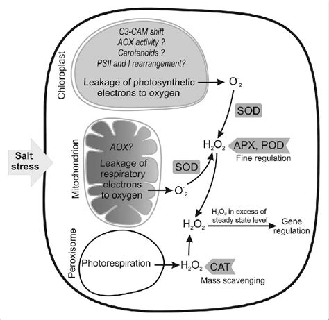 Main Intracellular Sites Of Ros Generation Under Salt Stress The