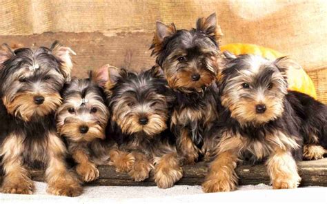 Yorkshire Terrier Dog Breed Information Images Characteristics Health