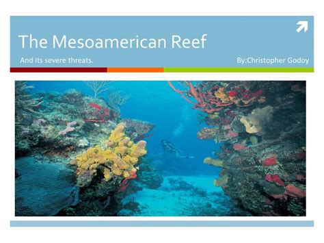 Ppt The Mesoamerican Reef Powerpoint Presentation Free Download Id