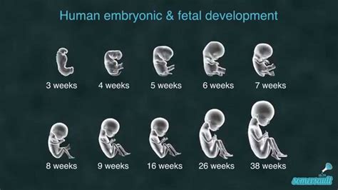 Fetal development in uterus takes place in three stages such as germinal, embryonic, and fetal stages. human embryonic and fetal development - 10 stages - YouTube