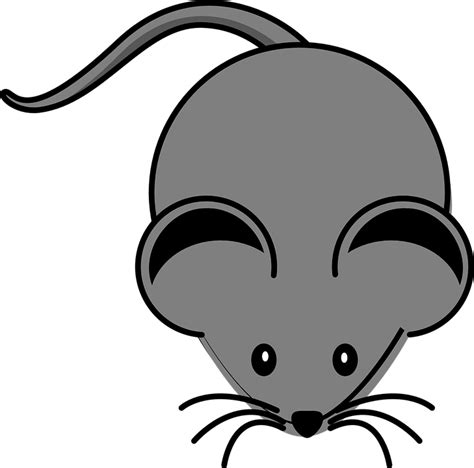 Mouse Animal Rodent Free Vector Graphic On Pixabay