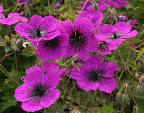 Geranium Dragon Heart Verschoor Horticulture